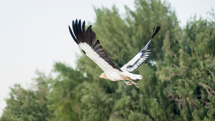 Environment Agency – Abu Dhabi recognised by UN Environment Programme for migratory species conservation efforts