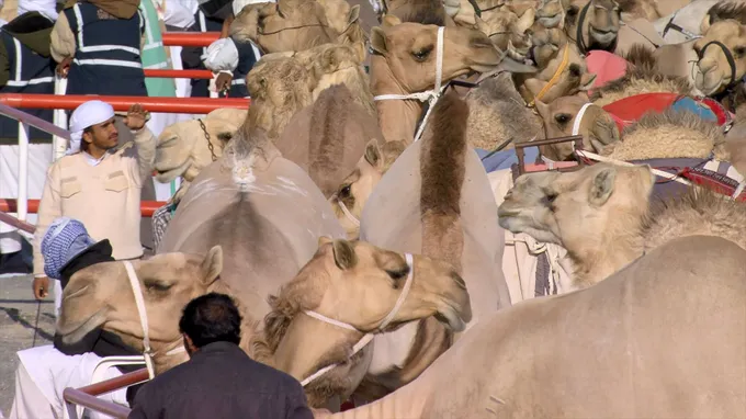 Hazza bin Hamdan bin Zayed honours winners of Al Dhafra Festival Camel Mazayna