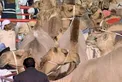 Hazza bin Hamdan bin Zayed honours winners of Al Dhafra Festival Camel Mazayna