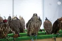 Hazza bin Zayed visits 23rd Abu Dhabi International Hunting and Equestrian Exhibition