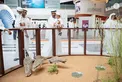 UAE President visits Abu Dhabi International Hunting and Equestrian Exhibition