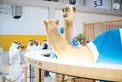 Theyab bin Mohamed bin Zayed visits 22nd Abu Dhabi International Hunting and Equestrian Exhibition