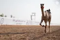 Rashid bin Hamdan bin Mohammed and Mohammed bin Hamdan bin Zayed award winners of final competitions at 2nd Al Ain Camel Racing Festival