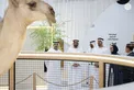 Theyab bin Mohamed bin Zayed visits 22nd Abu Dhabi International Hunting and Equestrian Exhibition