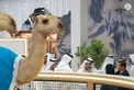 Hazza bin Zayed visits 22nd Abu Dhabi International Hunting and Equestrian Exhibition (ADIHEX)