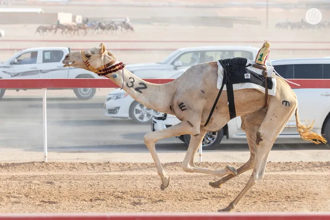 Rashid bin Hamdan bin Mohammed and Mohammed bin Hamdan bin Zayed award winners of final competitions at 2nd Al Ain Camel Racing Festival