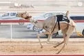 Rashid bin Hamdan bin Mohammed and Mohammed bin Hamdan bin Zayed award winners of final competitions at 2nd Al Ain Camel Racing Festival