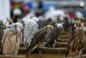 Hazza bin Zayed visits 23rd Abu Dhabi International Hunting and Equestrian Exhibition