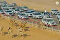 Rashid bin Hamdan bin Mohammed and Mohammed bin Hamdan bin Zayed award winners of final competitions at 2nd Al Ain Camel Racing Festival