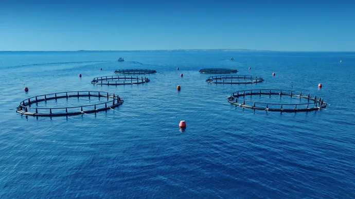 هيئة البيئة – أبوظبي تسجل إنجازاً غير مسبوق بارتفاع مؤشر مصائد الأسماك المستدامة إلى 100%