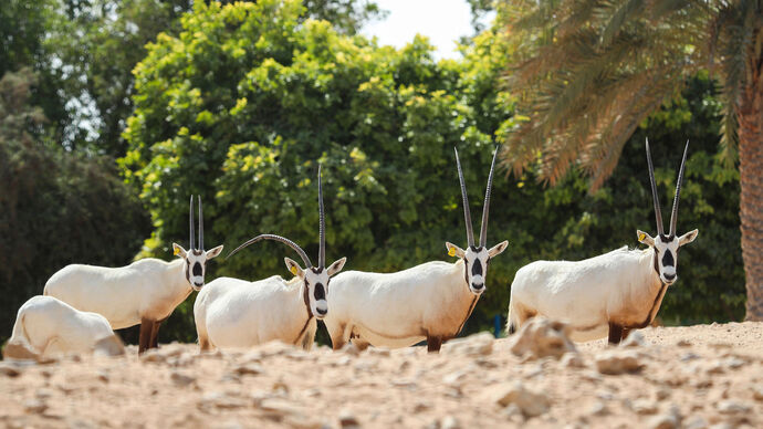 حديقة الحيوانات بالعين تدعم جهود الحفاظ على المها العربي في أبوظبي