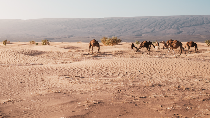 Abu Dhabi Agriculture and Food Safety Authority organises international symposium on Supporting the Development of Camel Milk Sector