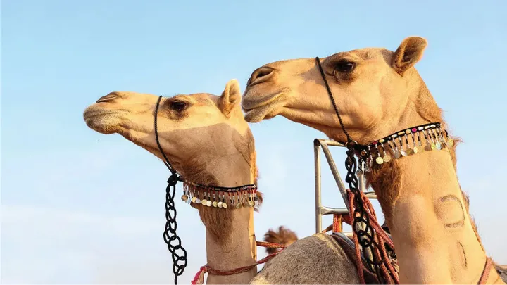 Sweihan camel mazayna