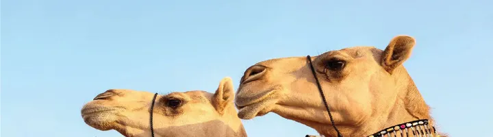Sweihan camel mazayna