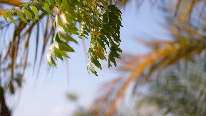Theyab bin Mohamed bin Zayed offers condolences on the passing of martyr Fuad Saddiq Al Khoori’s sister