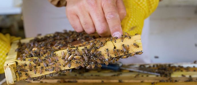 إنتاج العسل في أبوظبي