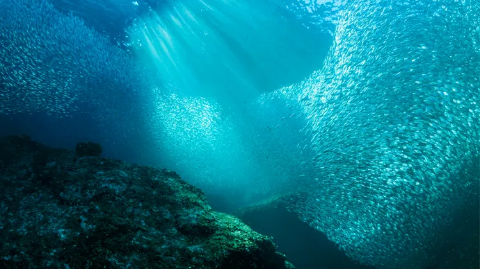 Under the directives of Hamdan bin Zayed, Environment Agency – Abu Dhabi records 97.4% Sustainable Fisheries Index, reaffirming Abu Dhabi’s leadership in sustainable fisheries management