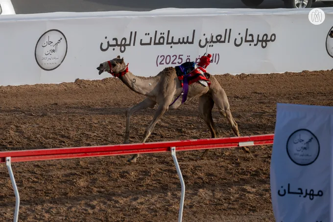 Hazza bin Zayed attends final round of Al Ain Camel Racing Festival 2025