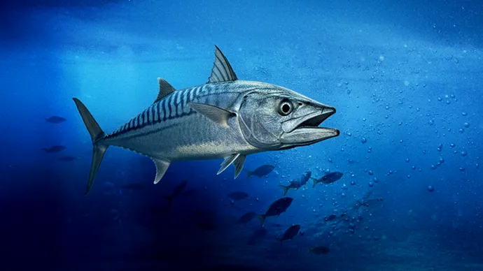 هيئة البيئة – أبوظبي تسجِّل اكتشاف موسم ثانٍ لتكاثر أسماك الكنعد في الإمارة