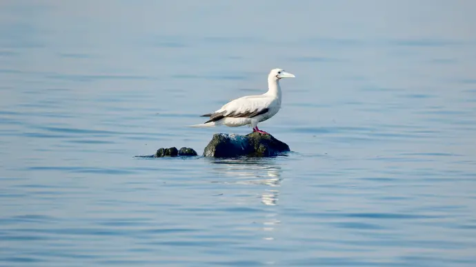 Environment Agency – Abu Dhabi reports rare red-footed booby bird sighting on Qarnain Island, Al Dhafra Region
