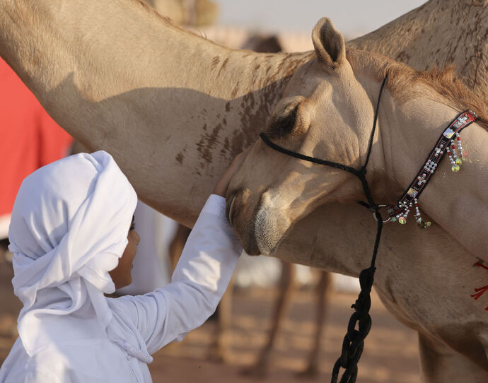 Under the patronage of the UAE President, final stage of 17th Al Dhafra Festival to take place in Abu Dhabi