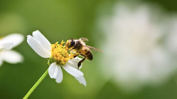 On World Bee Day 2024 Abu Dhabi Agriculture and Food Safety Authority showcases efforts to support development of Emirati honeybee species