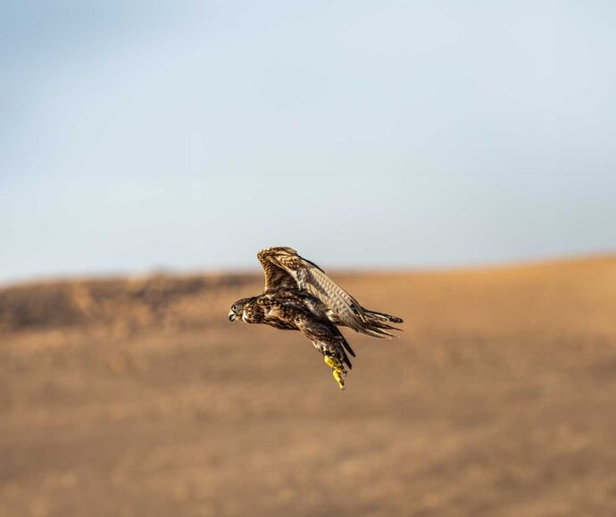 Mohamed bin Zayed Species Conservation Fund champions global bird conservation