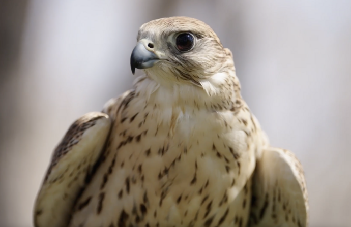 Sheikh Zayed Falcon Release Programme