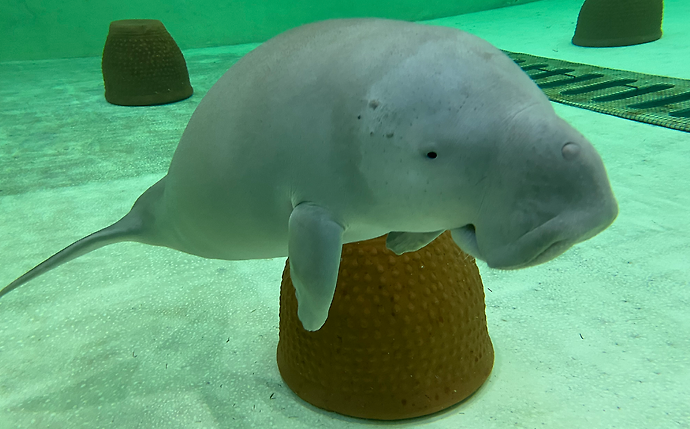 Environment Agency – Abu Dhabi rescues and rehabilitates Malqout the dugong