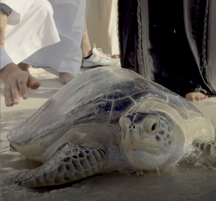 Environment Agency – Abu Dhabi officials and volunteers release 81 turtles to their natural habitat