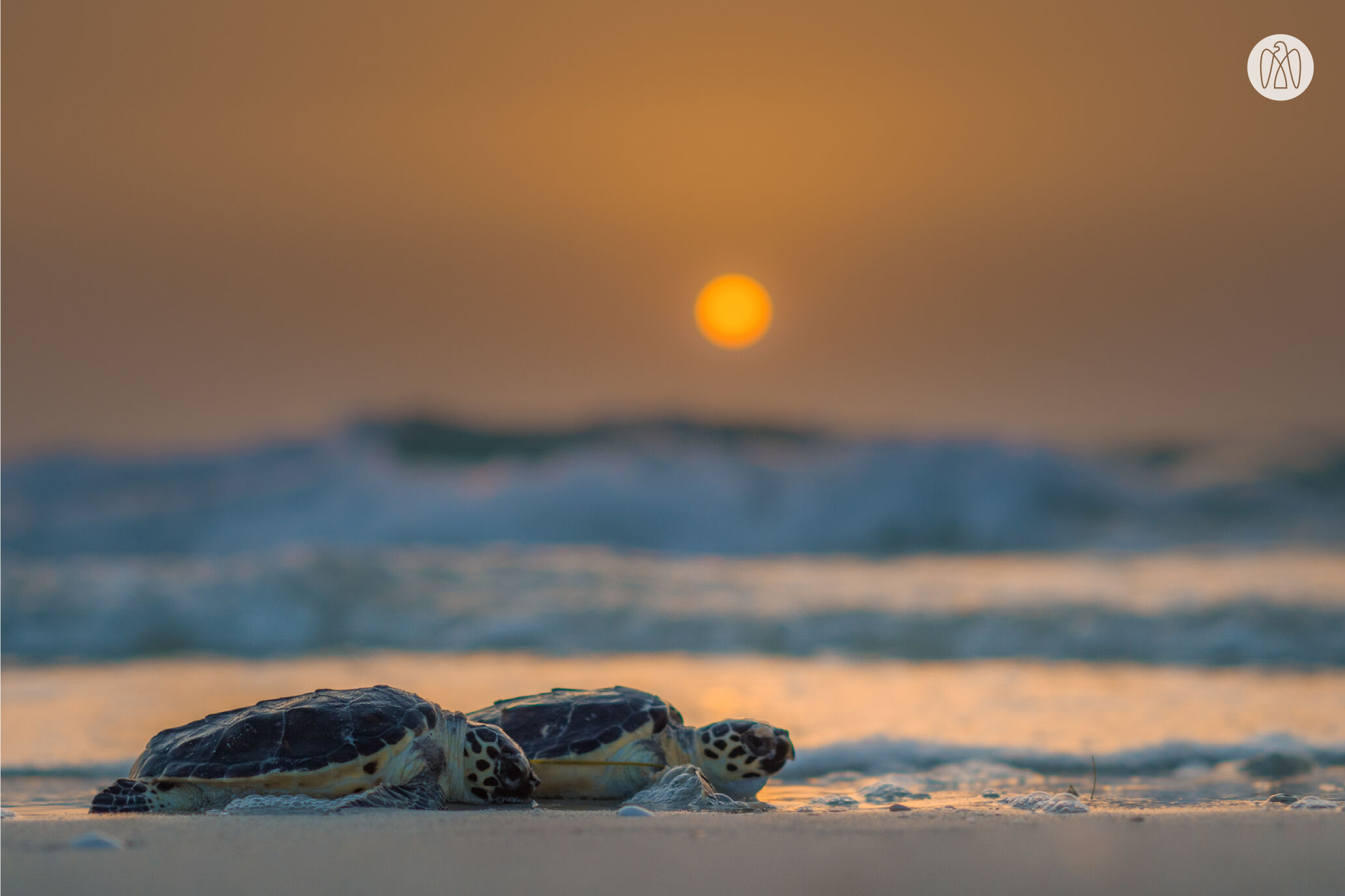 Environment Agency Abu Dhabi has releases sea turtles at Saadiyat Beach