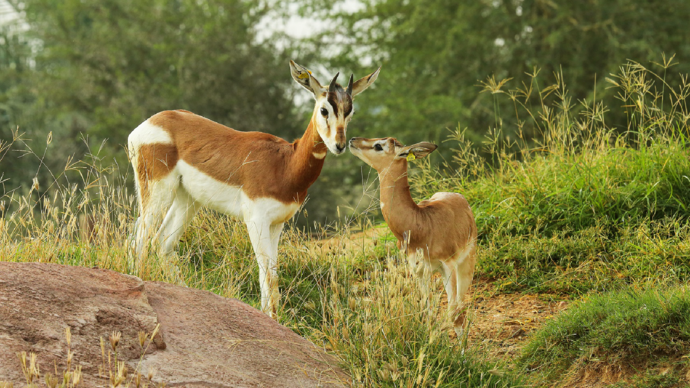 Al Ain Zoo welcomes 575 newborn animals in 2023