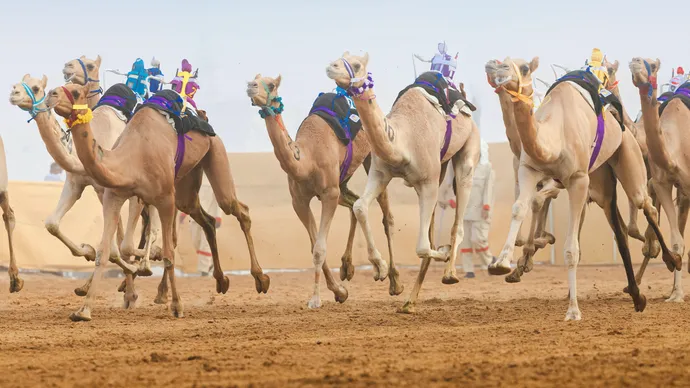 تحت رعاية هزاع بن زايد انطلاق المنافسات الختامية للنسخة الثانية من مهرجان العين لسباقات الهجن
