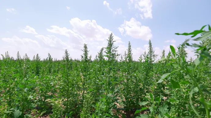 Silal and International Center for Biosaline Agriculture launch UAE’s first quinoa trials through ADQ-backed research and development fund