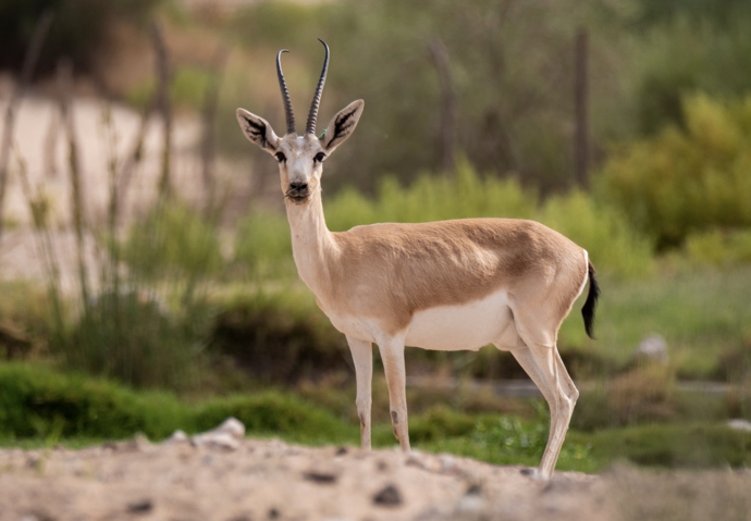 The Environment Agency - Abu Dhabi launches Abu Dhabi Red List of Wildlife  Species Report