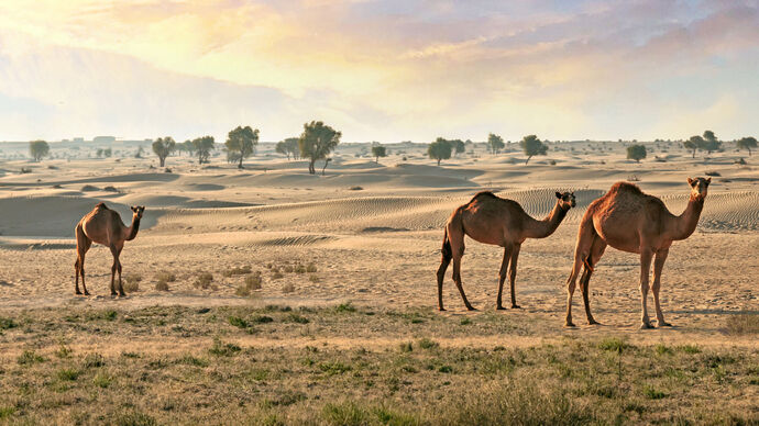 natural pastures in Abu Dhabi