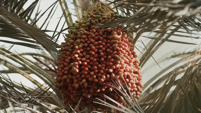 تحت رعاية هزاع بن زايد.. هيئة أبوظبي للتراث تنظم الدورة الأولى من "مهرجان العين للرطب"