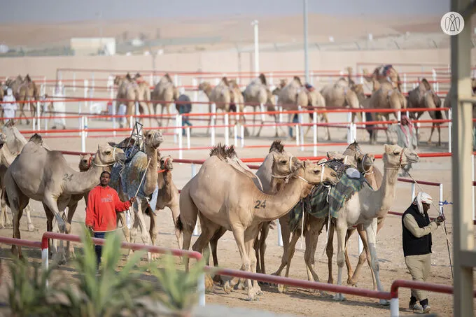 Hamdan bin Zayed honours winners of Al Dhafra Festival Camel Mazayna