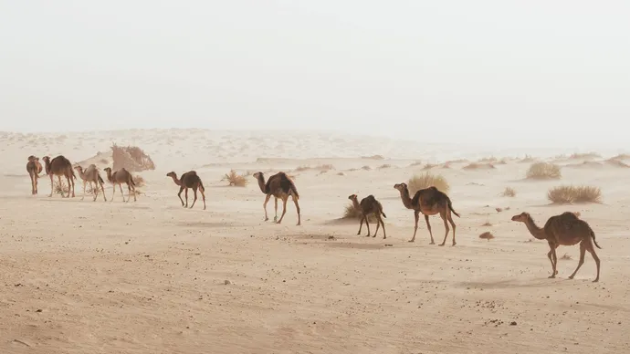 Abu Dhabi Agriculture and Food Safety Authority receives global accreditation for camel disease proficiency testing