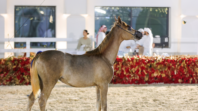 تحت رعاية منصور بن زايد.. البطولة الرمضانية لجمال الخيل العربية 2025 تواصل فعالياتها في الإمارة