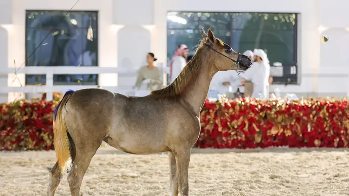 تحت رعاية منصور بن زايد.. البطولة الرمضانية لجمال الخيل العربية 2025 تواصل فعالياتها في الإمارة