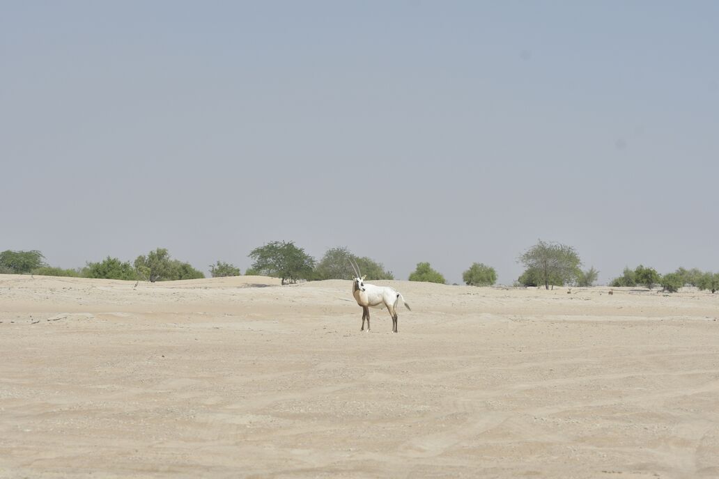 Environment Agency - Abu Dhabi Releases a New Group of Arabian Oryx in the Houbara Protected Area Environment Agency - Abu Dhabi Releases a New Group of Arabian Oryx in the Houbara Protected Area