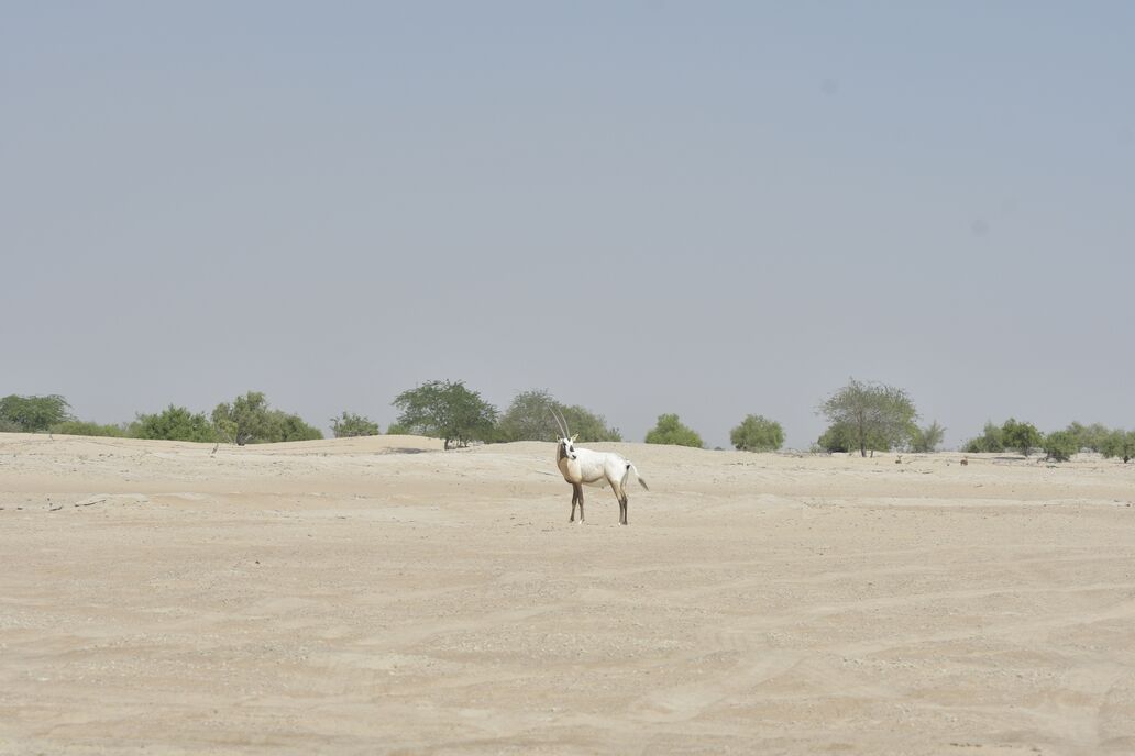 Arabian Oryx in the Houbara