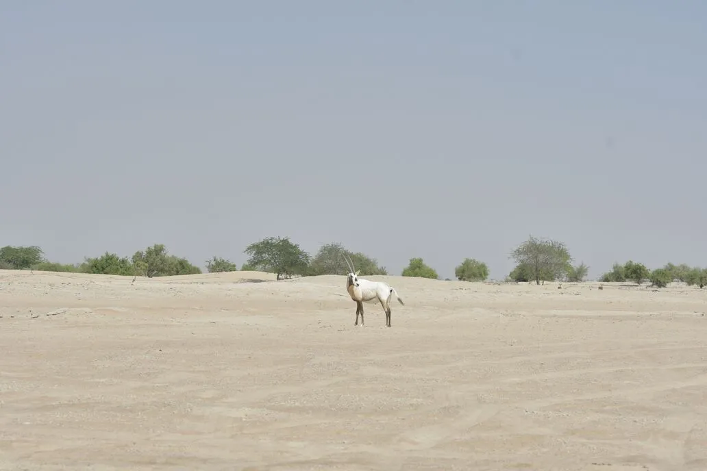 Arabian Oryx in the Houbara