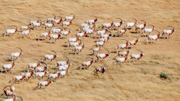 Environment Agency – Abu Dhabi’s successful oryx reintroduction programme results in IUCN Red List reclassification