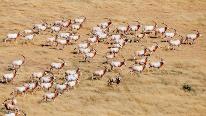 Environment Agency – Abu Dhabi’s successful oryx reintroduction programme results in IUCN Red List reclassification