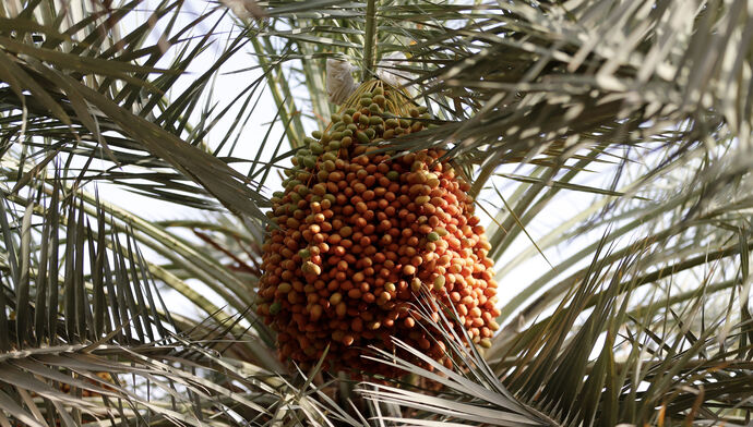 18th Liwa Date Festival to be held