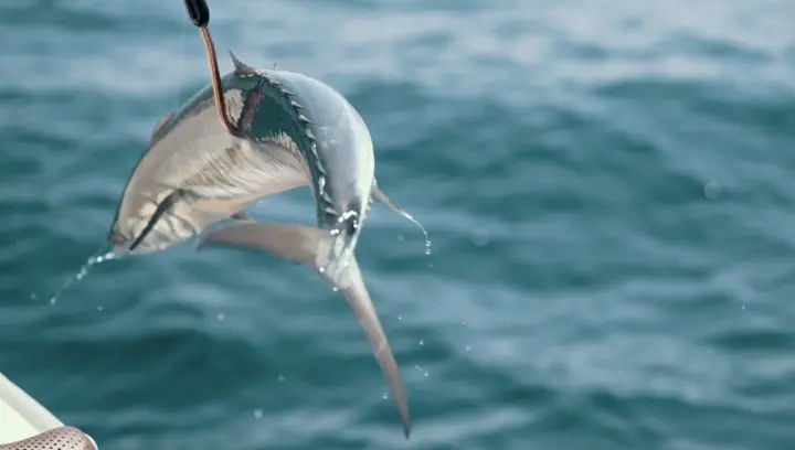 The final leg of the 5th Al Dhafra Grand Kingfish Championship