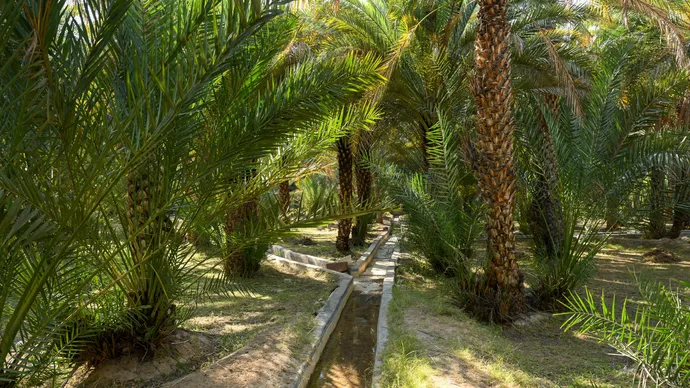 Mansour bin Zayed issues decision approving 74 new economic activities on agricultural land