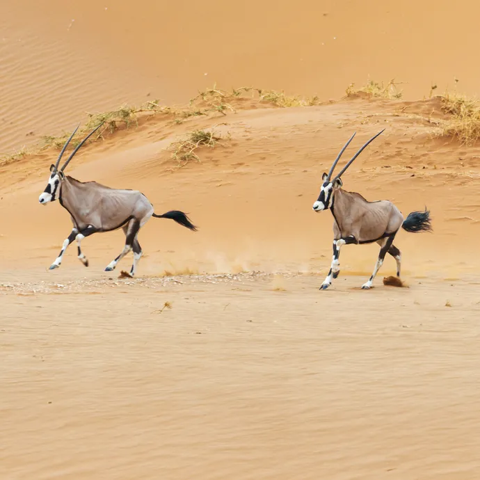 In his capacity as Chairman of Environment Agency – Abu Dhabi, Hamdan Bin Zayed issues resolution on protection of species and habitats in emirate